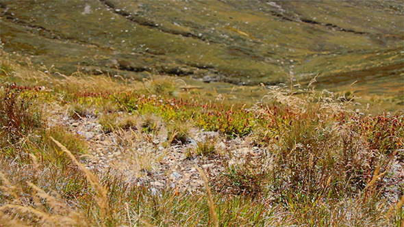 Wind Blowing Through Grass On a Mountain