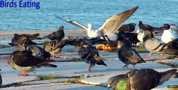 Birds Eating