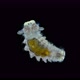 Latestage Worm Larva Nektoheta Under a Microscope Family Spionidae Class Polychaeta Have Two - VideoHive Item for Sale