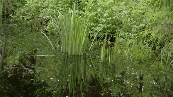 A Yellow Iris Grass 