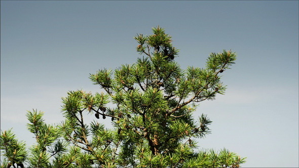 The Pine Tree with Green Leaves