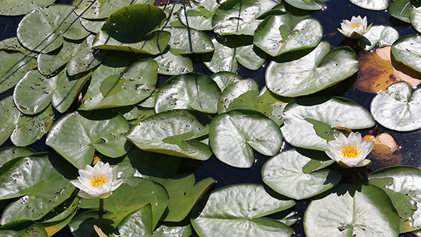 Water-Lily Flowers And Leaves