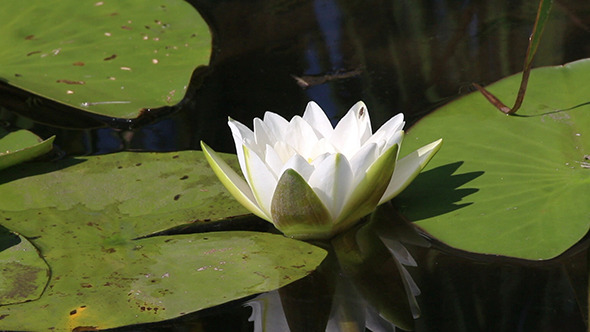 Water-Lily Flowers And Leaves