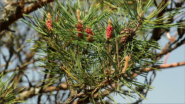 The Fir Cones from a Branch of the Tree