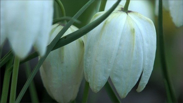 White Snowdrop Flowers 