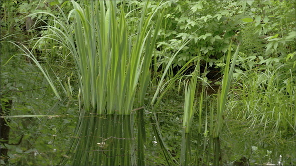 The Yellow Iris Grass on the Swamp