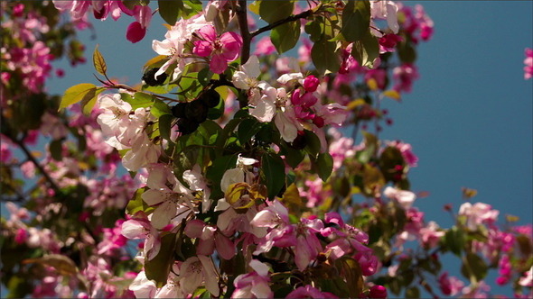A Cherry Bloom Plant 
