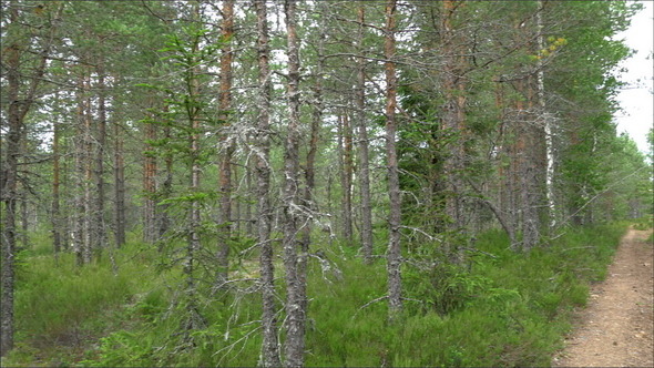 Trail of Pine Trees in the Forest of Estonia