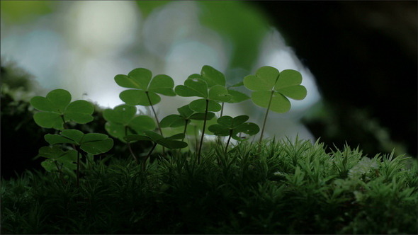 An Oxalis Acestosella Plant on a Mystic Forest
