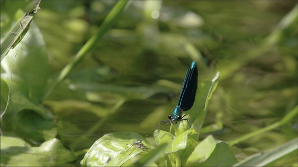 A Damselfly on Top of the Leaf