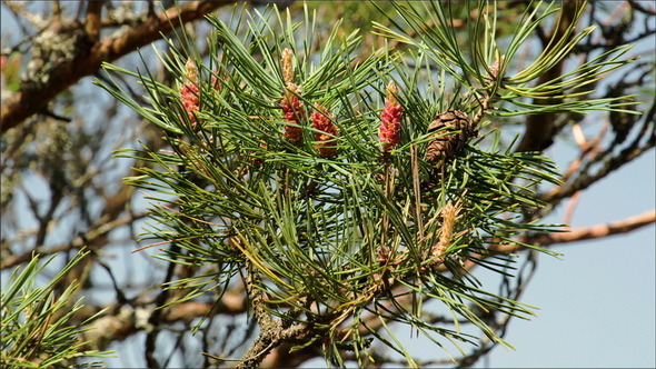 The Pine Cones from a Pine Tree