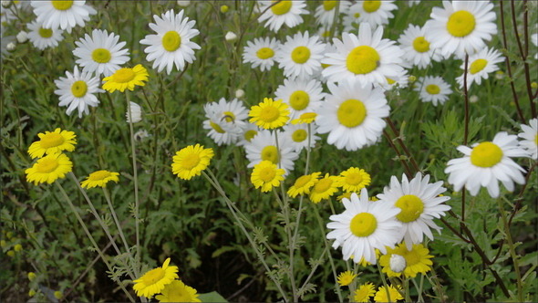 Yellow and White Daisies Waving