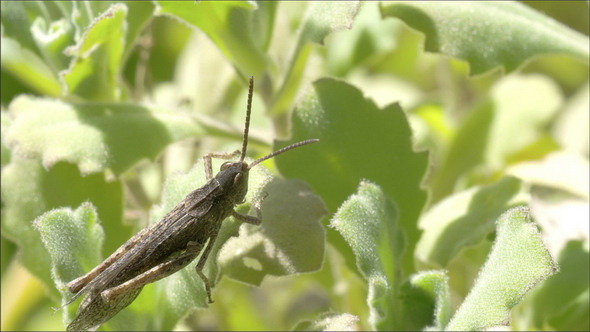 A Grasshopper on the Leaf