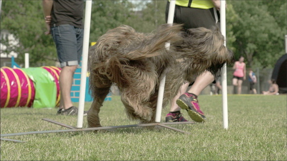 A Big Furry Dog Crossing Over the Obstacles