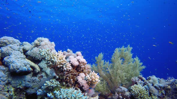 Reef Coral Tropical Garden