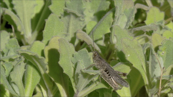 A Green Grasshopper in the Leaf