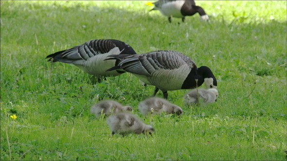 Three Goose and Four Goslings