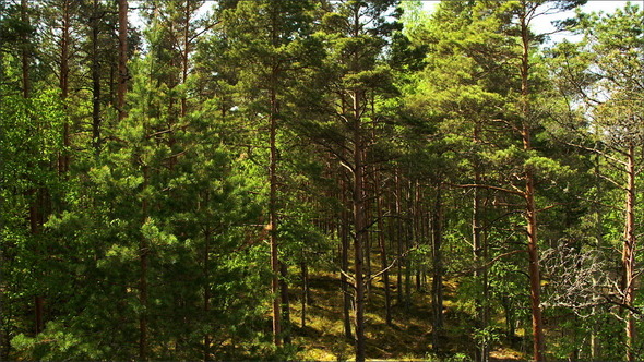Lots of Tall Pine Trees