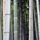 Bamboo with Wind 01 - VideoHive Item for Sale