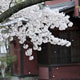 Falling of Cherry Blossoms - VideoHive Item for Sale