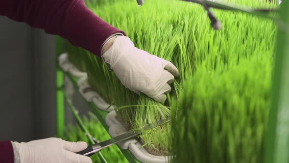 Woman Cuts Young Sprouts of Wheat, Closeup.