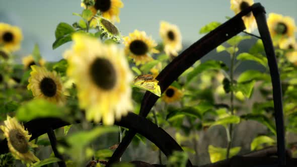 Old Vintage Style Scythe and Sunflower Field alt