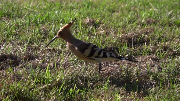 Eurasian Hoopoe walking slowly on the grass, super slow motion clip