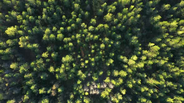 Top view on the Forest