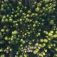 Top view on the Forest - VideoHive Item for Sale