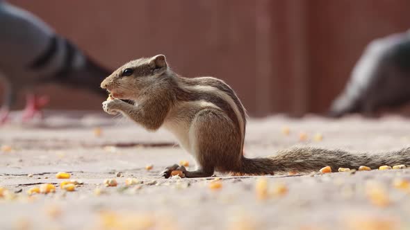 Indian Palm Squirrel or Threestriped Palm Squirrel