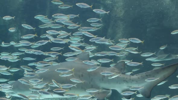 Ragged Tooth Shark And Small Fishes