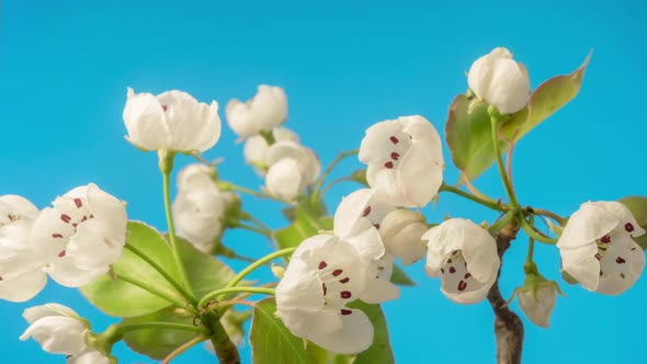 Pear Fruit Flower Blossom Timelapse 