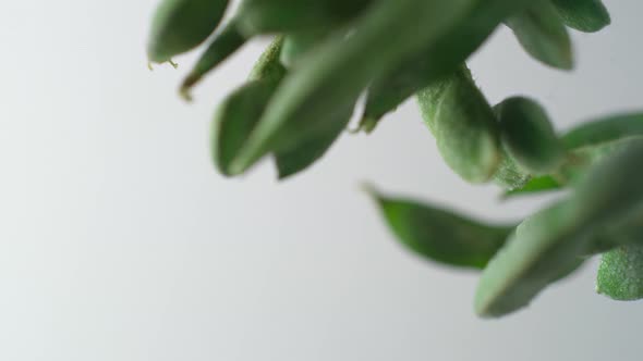 Camera follows cooking edamame beans in boiling water. Slow Motion.