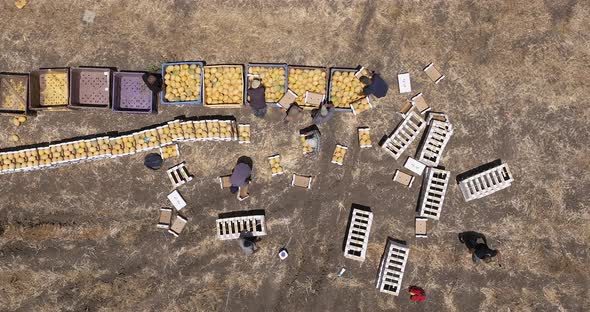 Farmers sorting fresh picked Melons into small boxes