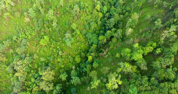 Top view of mountain and forest.