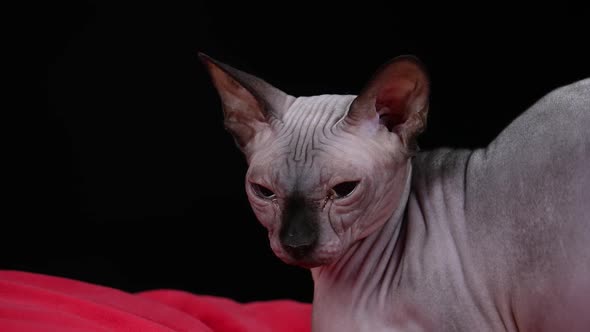 A Sleepy Tired Canadian Sphynx Lies on a Red Blanket in the Studio Against a Black Background