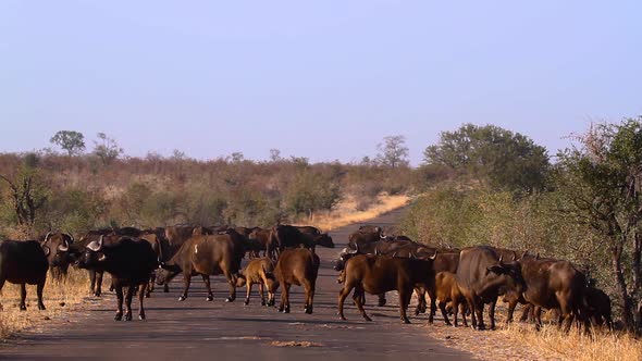 African buffalo in Kruger National park, South Africa