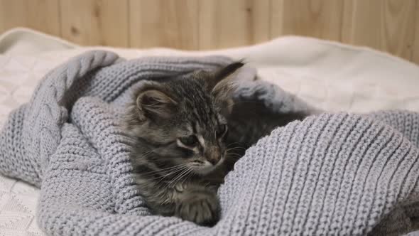 Funny Sleepy Kitten is Preparing for a Cold Autumn Winter