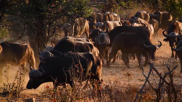 African buffalo in Kruger National park, South Africa ; Specie Sync