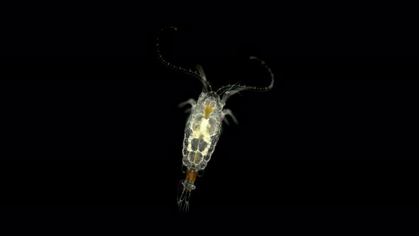 Crustacean Copepoda Epischura Baikalensis Under a Microscope, Family Temoridae