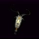 Crustacean Copepoda Epischura Baikalensis Under a Microscope, Family Temoridae - VideoHive Item for Sale