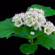 Whitethorn Tree Flowers Blooming - VideoHive Item for Sale