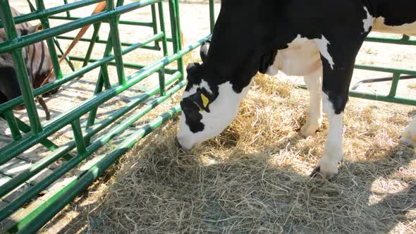 A Cow's Head on the Farm