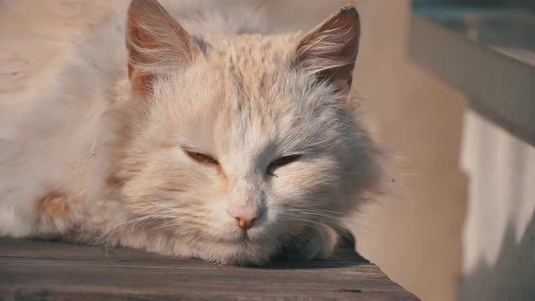 Homeless White Cat Lies on a Shabby Chair on the Street