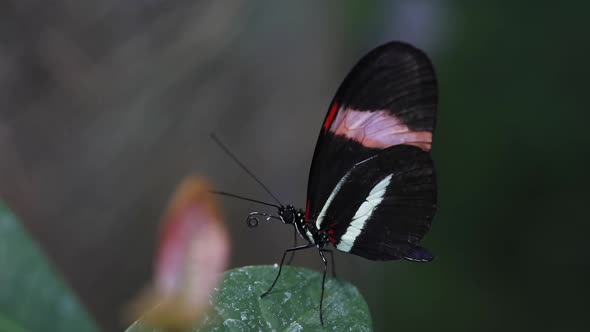 Postman (Heliconius melpomene) butterfly on leaf