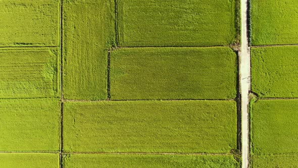 Autumn Field Grain Unmanned Closeup Aircraft