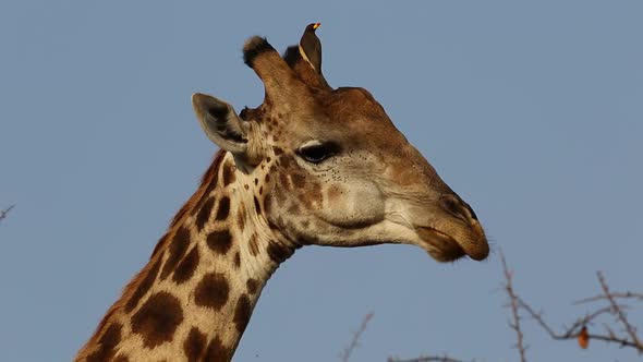 Giraffe With Oxpecker Birds