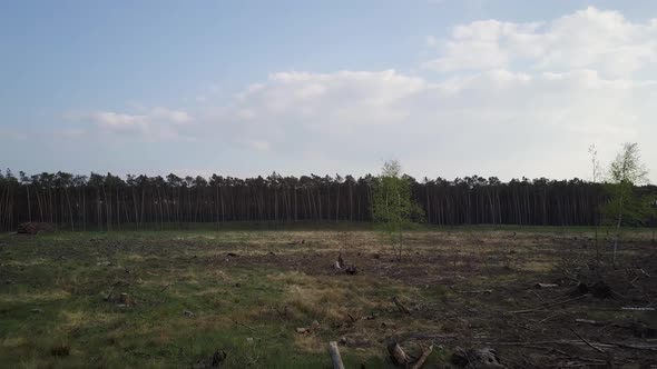 Drone shot footage of pine tree forest