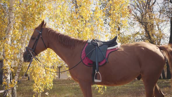 Graceful Brown Horse with White Facial Markings Eating Yellow Leaves From the Tree. Portrait of a