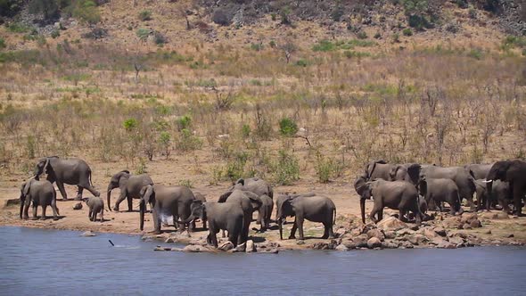 African bush elephant in Kruger National park, South Africa